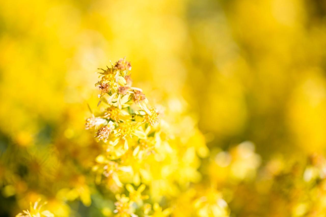 Miazzina Corte Di Cavne'ヴィラ エクステリア 写真